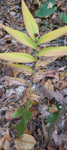 Maianthemum stellatum, 2026-10-26