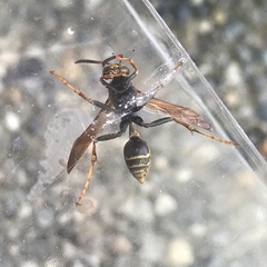 Mischocyttarus flavitarsis