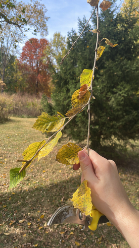 Betula nigra, 2026-10-26
