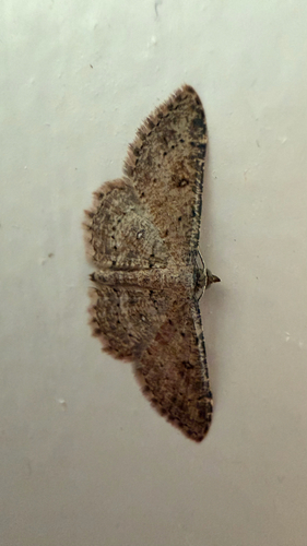 Cyclophora observed 2026-10-25