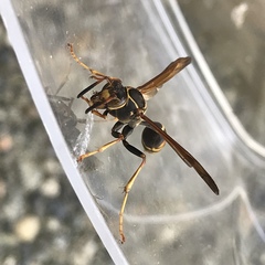 Mischocyttarus flavitarsis