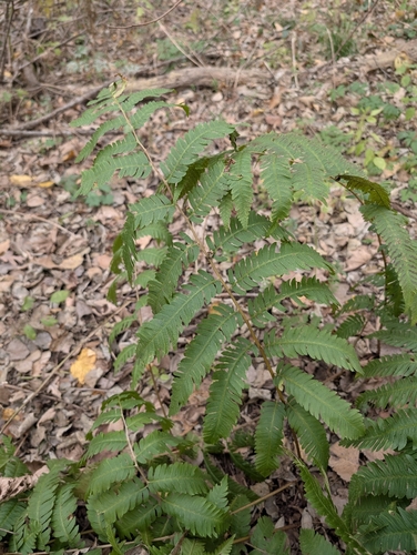 Dryopteris goldieana observed 2026-10-26