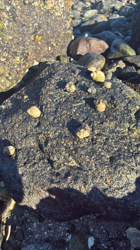 Littorina observed 2026-10-26