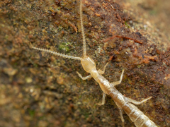 Occasjapyx