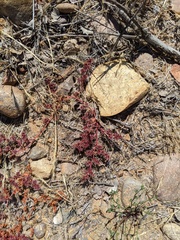 Chorizanthe polygonoides longispina