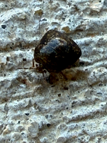 Cribraria observed 2026-10-26