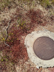 Chorizanthe polygonoides longispina