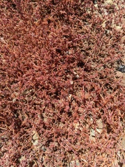 Chorizanthe polygonoides longispina