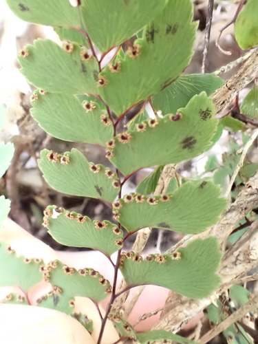 Adiantum formosum observed 2026-10-25