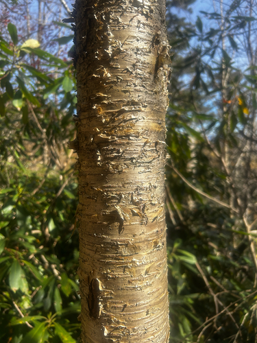 Betula alleghaniensis, 2026-10-26