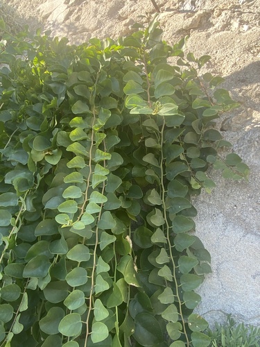 Capparis spinosa observed 2026-10-26