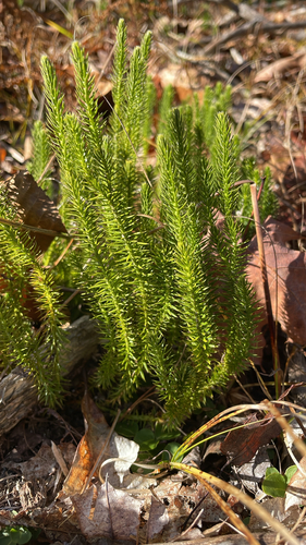 Spinulum annotinum observed 2026-10-26