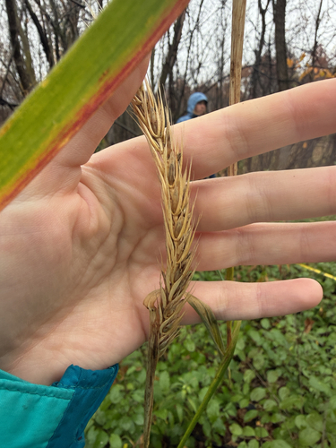 Elymus virginicus, 2026-10-26