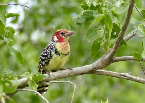 Red-and-yellow Barbet