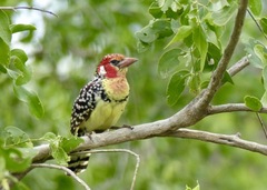 Trachyphonus erythrocephalus