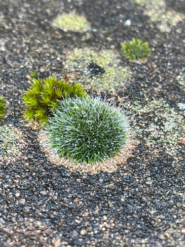 Grimmia observed 2026-10-26