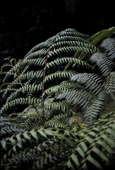 Cyathea rebeccae