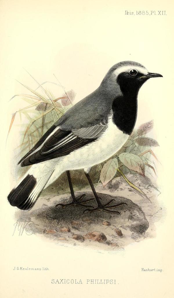 Somali Wheatear