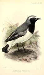 Somali Wheatear photo 1
