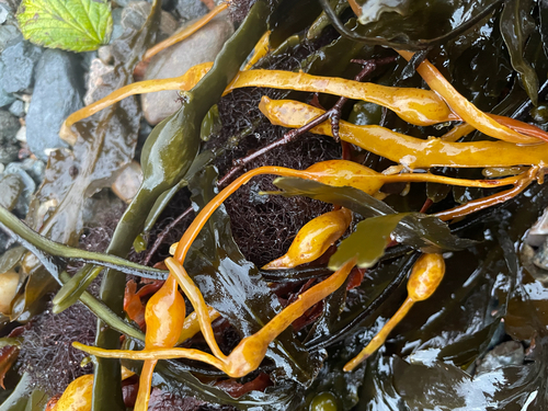 Ascophyllum nodosum observed 2026-10-26