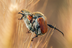 Chaetopteroplia segetum