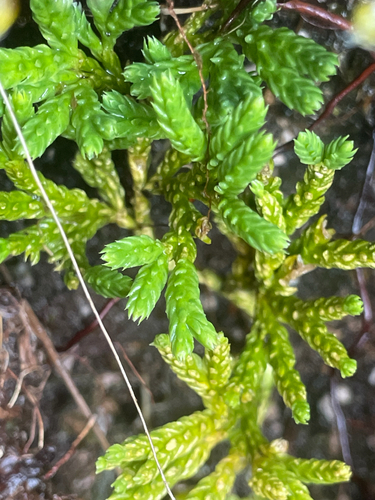 Diphasiastrum alpinum observed 2026-10-26