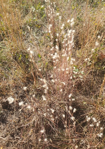 Andropogon ternarius observed 2026-10-26