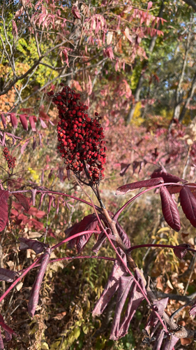 Rhus glabra observed 2026-10-26