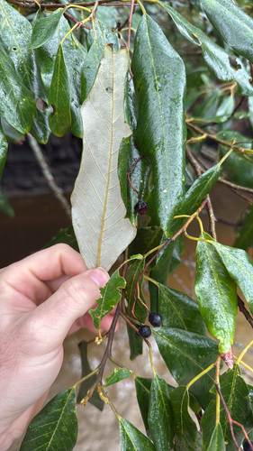 Alphitonia excelsa observed 2026-10-27