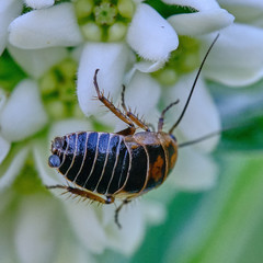 Ectobius sylvestris