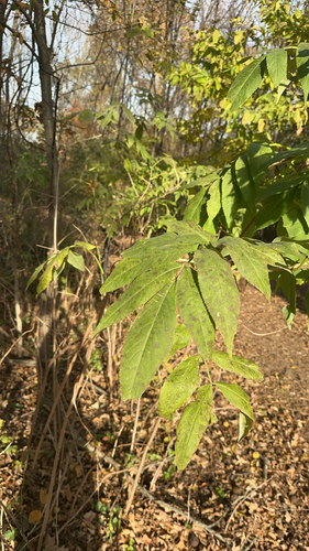 Sambucus canadensis observed 2026-10-26