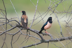 Rosy Starling photo 3