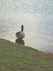 Branta canadensis