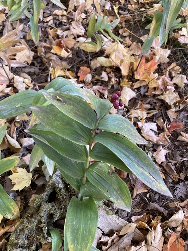 Maianthemum stellatum, 2026-10-25