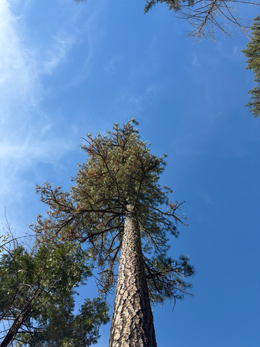 Pinus ponderosa, 2026-10-24