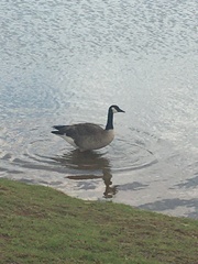 Branta canadensis