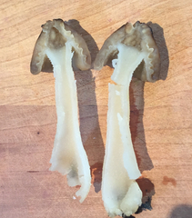 Morchella punctipes