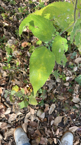 Celtis occidentalis observed 2026-10-26