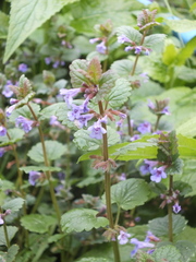 Glechoma hederacea