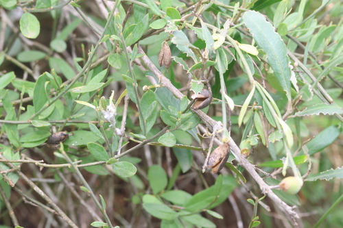 Caryophyllaceae observed 2026-10-26