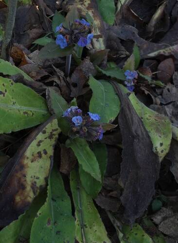 Pulmonaria mollis observed 2026-10-26