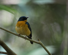 Sulawesi Blue Flycatcher photo 2