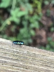 Chrysobothris scitula