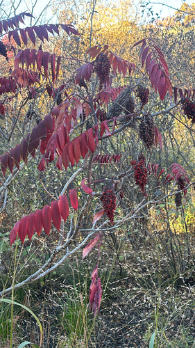 Rhus glabra observed 2026-10-26