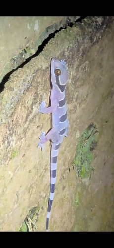 Gecko observed 2026-10-25