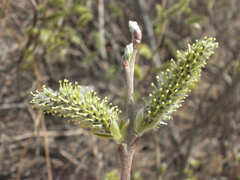 Salix