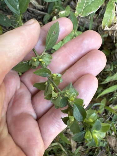 Dicliptera observed 2026-10-26