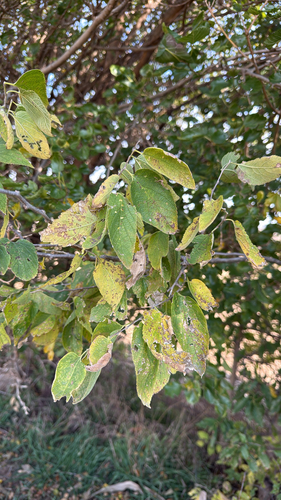 Celtis occidentalis observed 2026-10-26