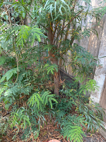 Acacia obtusifolia observed 2026-10-26
