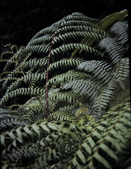 Cyathea rebeccae